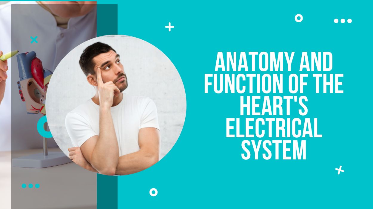 Anatomy and Function of the Heart's Electrical System
