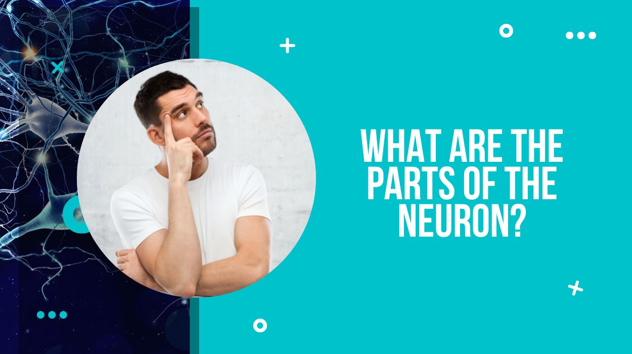 What are the parts of the Neuron?