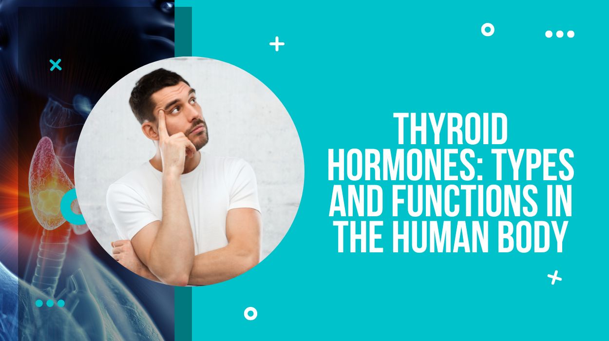 Thyroid hormones: types and functions in the human body