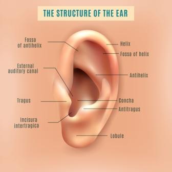 Ear structure 