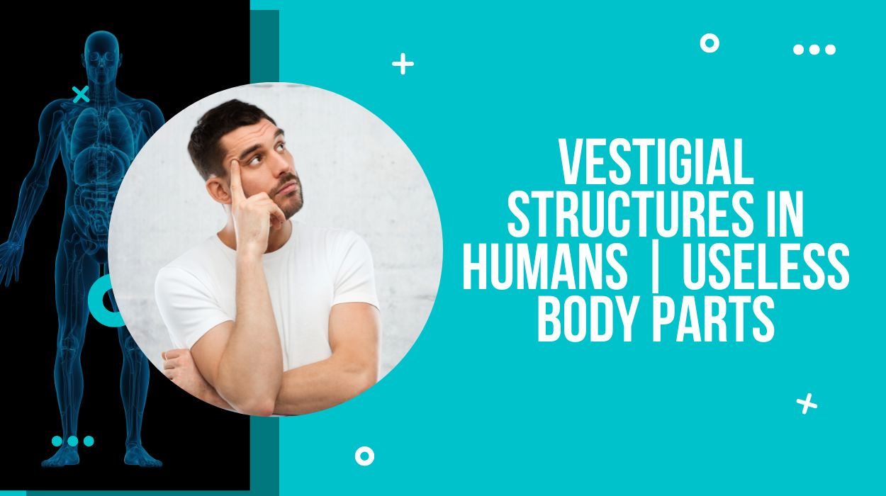 Vestigial Structures In Humans | Useless Body Parts - Drug Research
