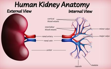 Different Parts Of Kidney and Their Functions