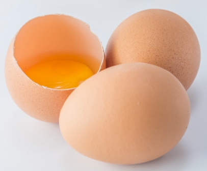 Egg Protein 