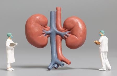 How do kidneys work