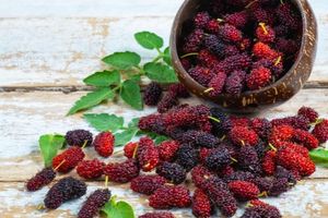 Mulberry (Sahtoot)