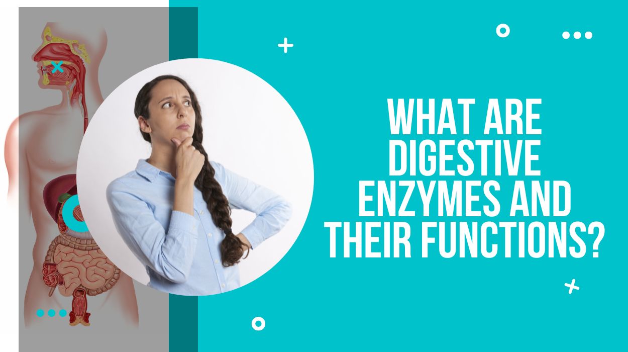 What Are Digestive Enzymes and their functions?