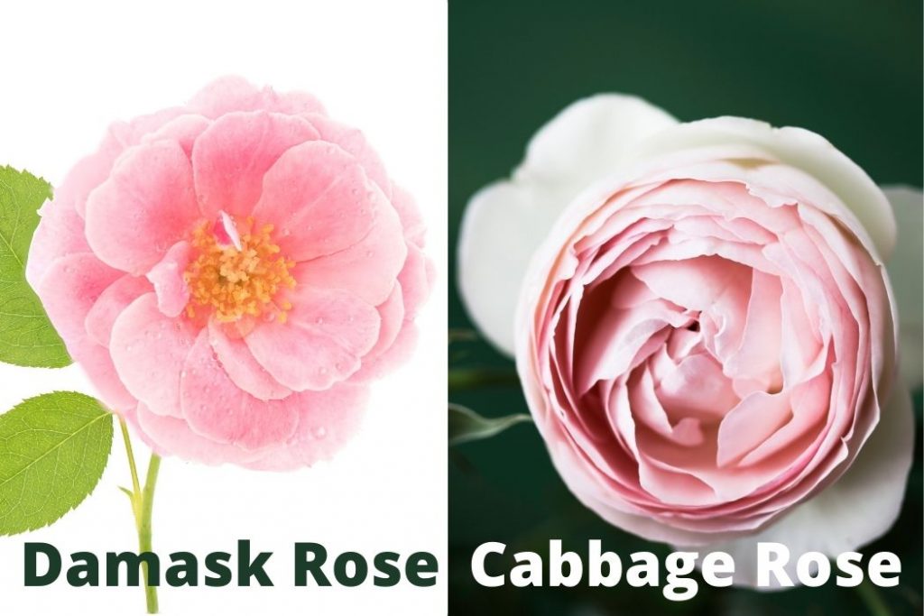 Damask Rose Plant and Cabbage Rose