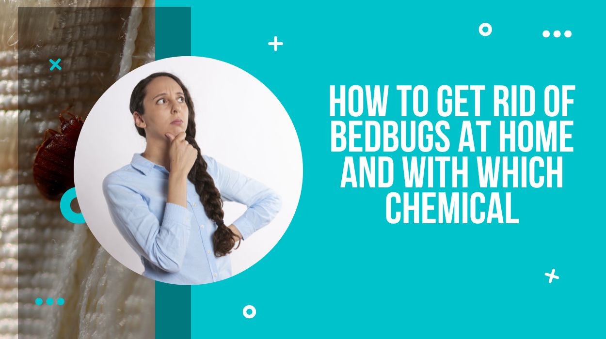 How To Get Rid Of Bedbugs At Home And With Which Chemical