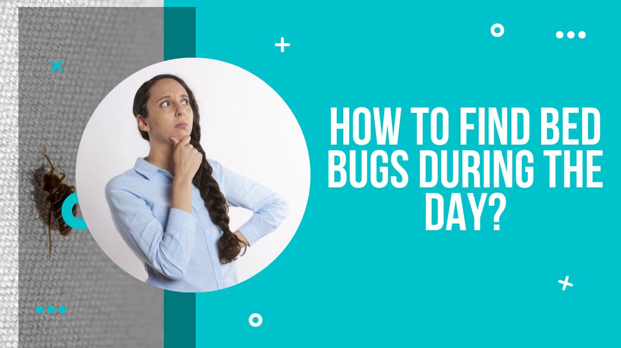 How To Find Bed Bugs During The Day?