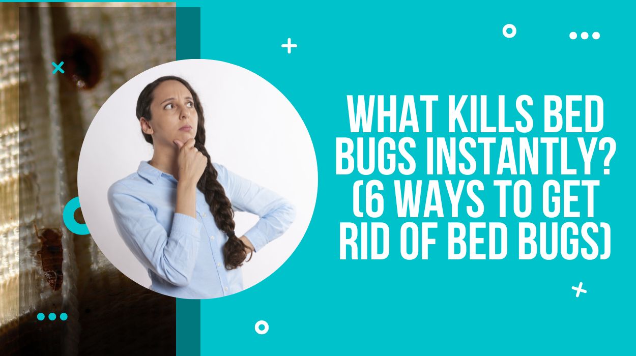 What Kills Bed Bugs Instantly? (6 Ways To Get Rid Of Bed Bugs)