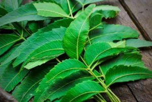 How To Make Neem Face Wash At Home: Grab Neem Leaves