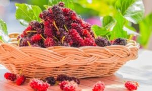 Mulberry Nutritional Content
