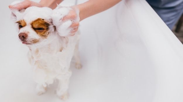 Bathe your pets