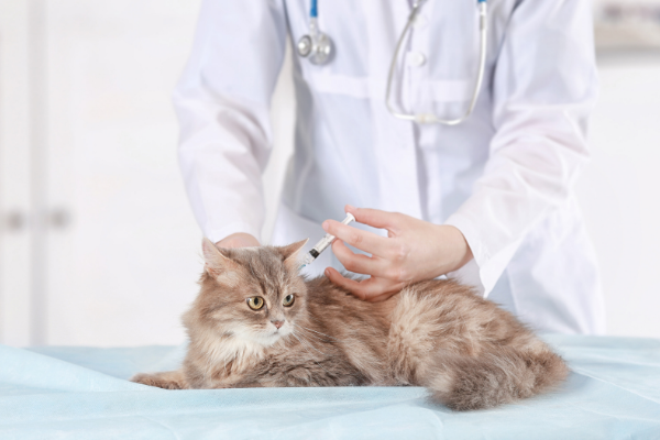 What is cat vaccination