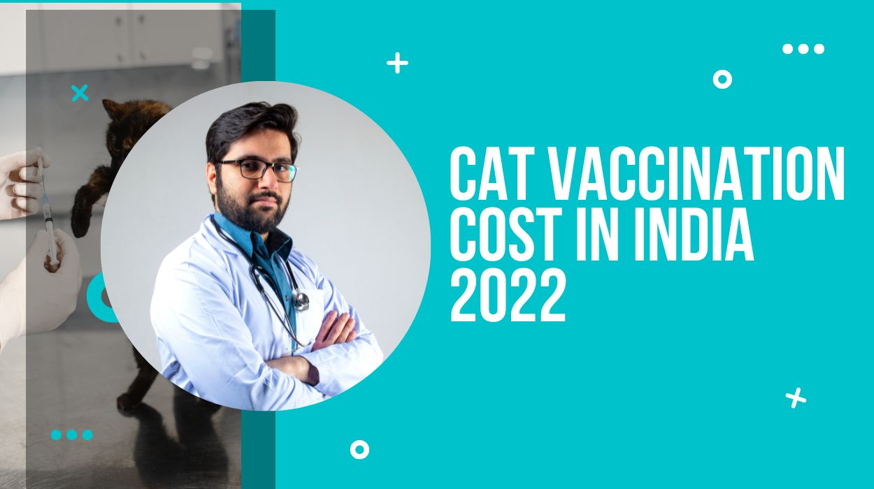 Cat Vaccination Cost in India 2022